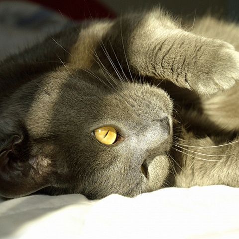Шартрез - картезианская кошка