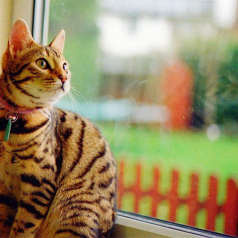 Картинка бенгальской кошки