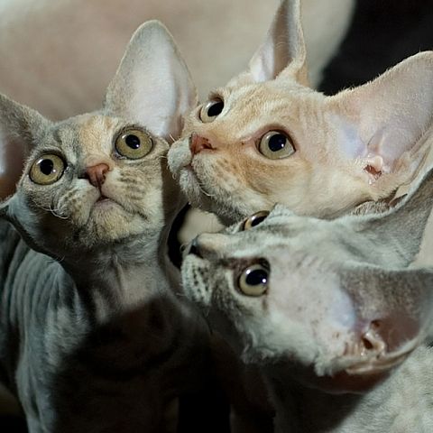 Три котёнка породы девон рекс