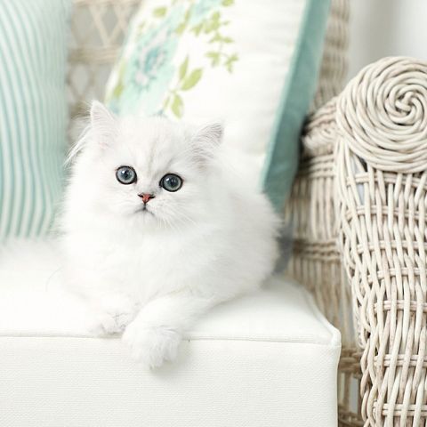 Белый котёнок перс