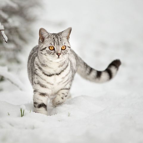 Полосатый британский короткошерстный кот на снегу