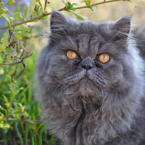 Дымчатый персидский кот