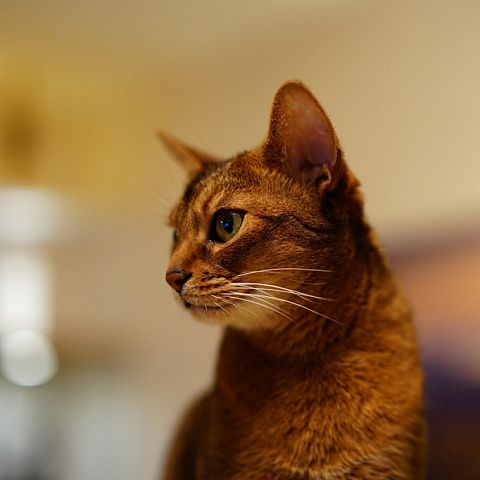 Фото абиссинского кота