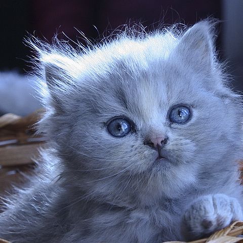 Котёнок британской длинношерстной порода окрас голубой кремовый