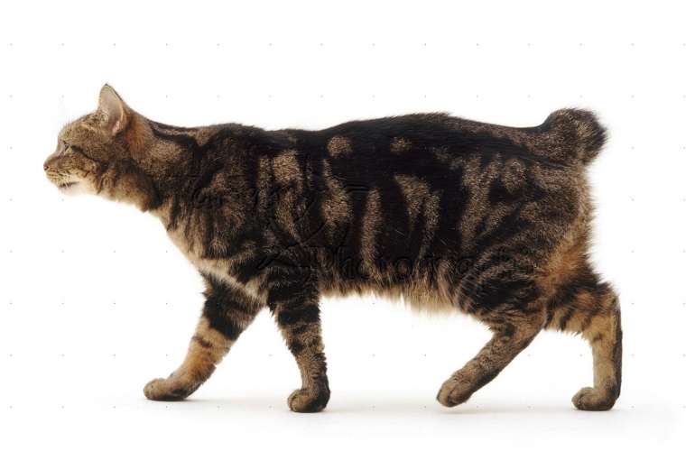 ТОП 13 пород кошек без хвоста: фото, описание, история, покупка котят