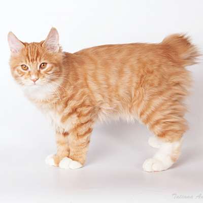 Карельский бобтейл 🐈 фото кошки, история и описание породы, характер, уход