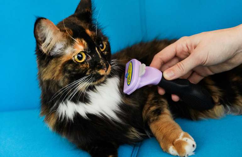 Груминг кошек - важная гигиеническая процедура