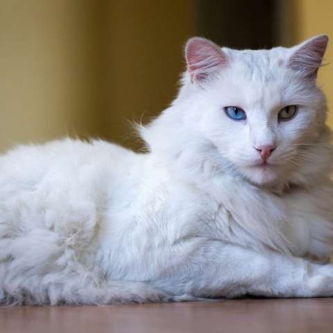 Турецкая ангора 🐈 фото кошки, описание ангорской породы, характер, уход,  цена