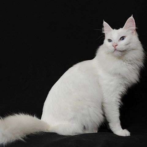 Турецкая ангора кот белый фото
