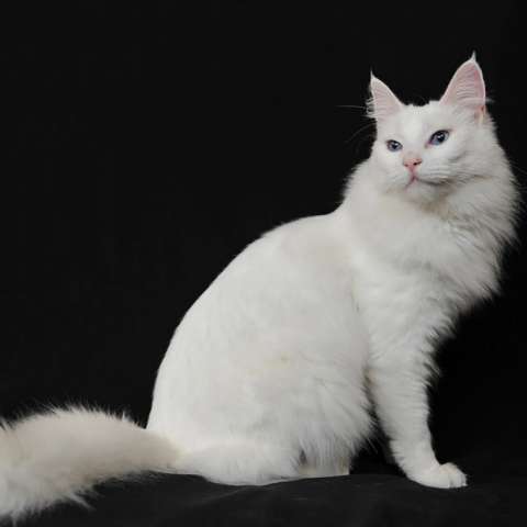 турецкий ангор кот белый