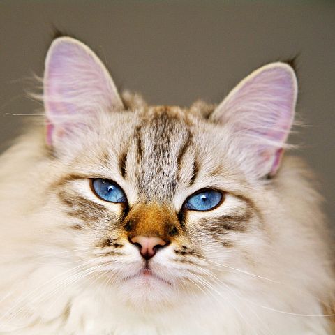 Невский кот фото