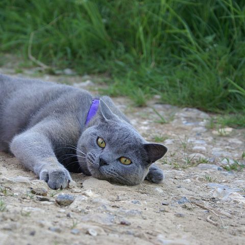 Картезианский кот на шлейке