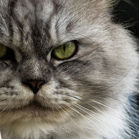 Суровый персидский кот