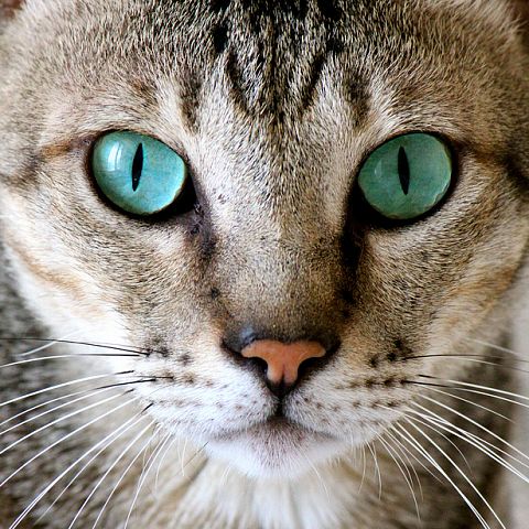 Зеленоглазая кошка породы аравийская мау