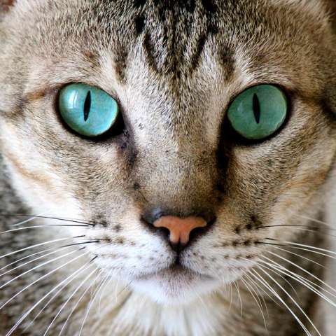Зеленоглазая кошка породы аравийская мау