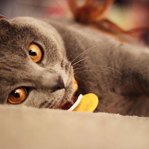 Фото картезианского кота