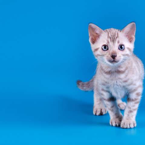 Бенгальский котёнок серебристого окраса