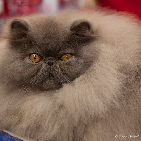 Голубая персидская кошка