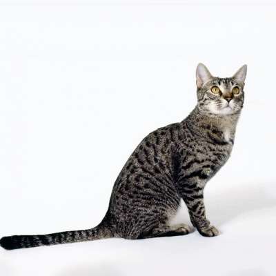 Калифорнийская сияющая кошка – описание пород котов