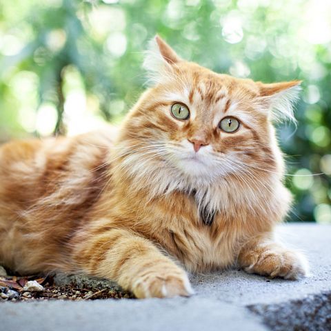 Кимрийский рыжий кот