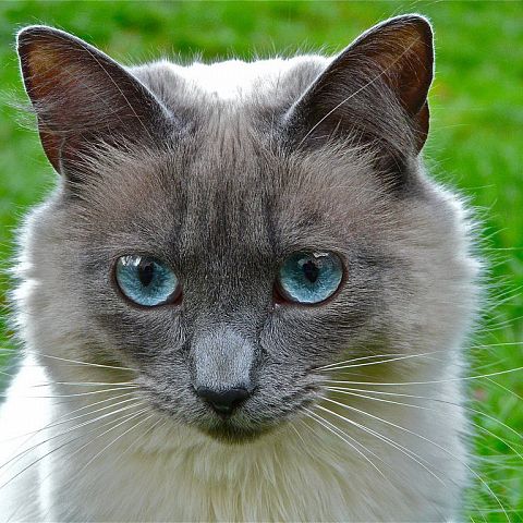 Голубоглазая кошка охос азулес