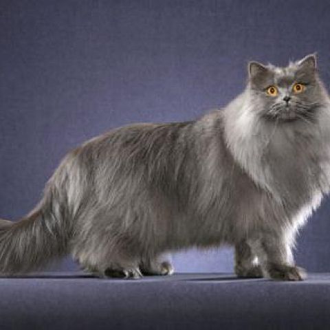 Дымчатая британская длинношерстная кошка
