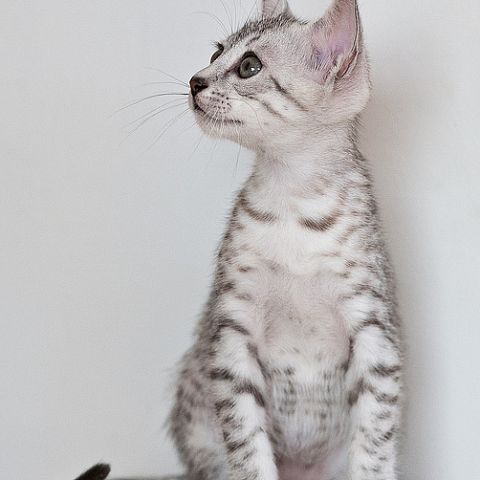 Серебристый египетский котёнок