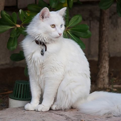 Ангорская турецкая кошка фото