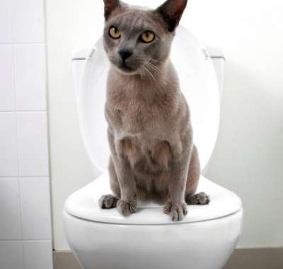 Гигиенический наполнитель для кошачьего туалета – как его правильно выбрать