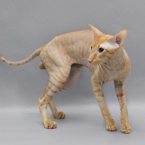 Петерболд 🐈 фото кошки, описание породы, характер, уход, стандарты сфинксов