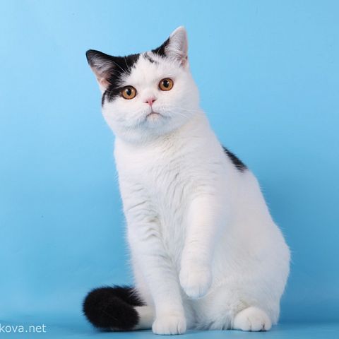 Короткошерстная британская кошка биколор питомника Marvilous Lord