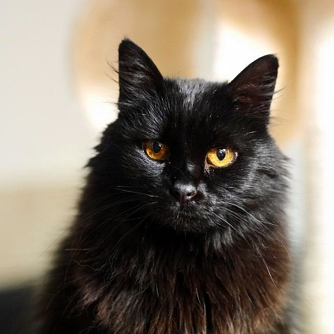 Черная кошка породы шантильи