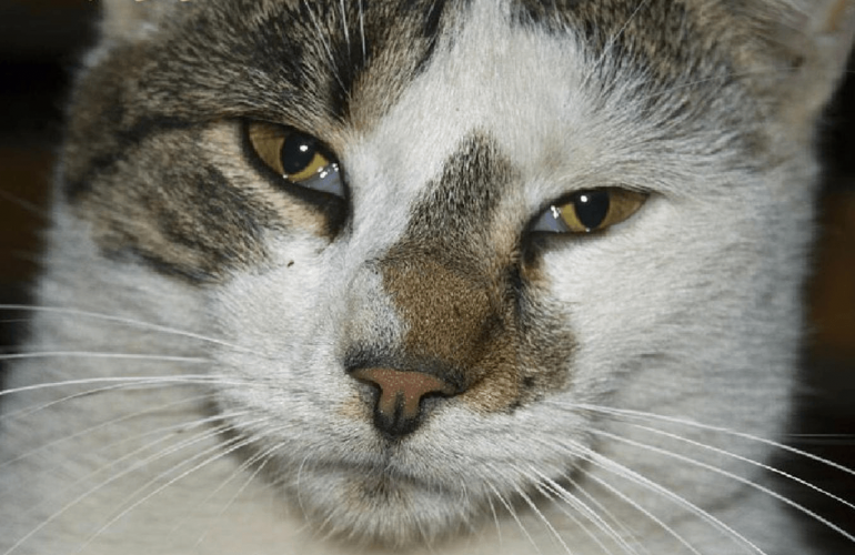 Воспаление третьего века у кота чем лечить — птоз у кошки
