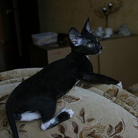 Черный котёнок петербургского сфинкса