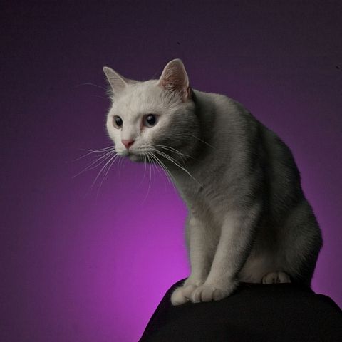 Белый кот као мани фото