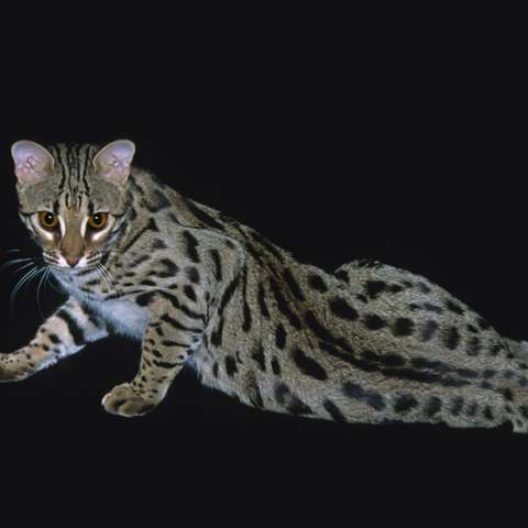 Бенгальская кошка серебристого окраса