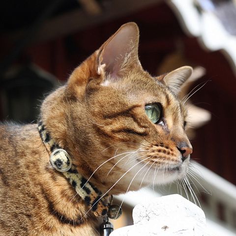 Бенгальский кот фото