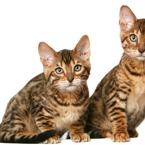Бразильские короткошерстные котята