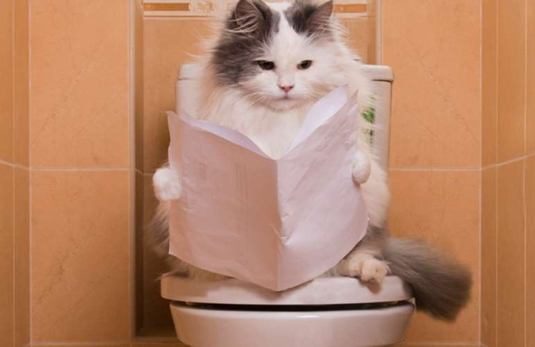 Выбор туалета для кошки