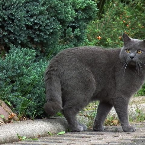 Фотография картезианской кошки