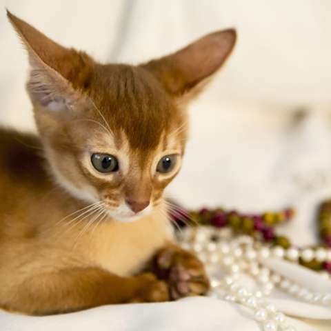 Фото абиссинского котёнка