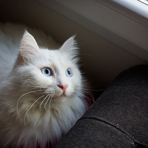 Турецкая ангорская кошка с голубыми глазами