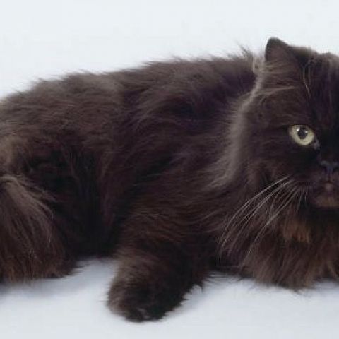 Йоркская шоколадная кошка фото
