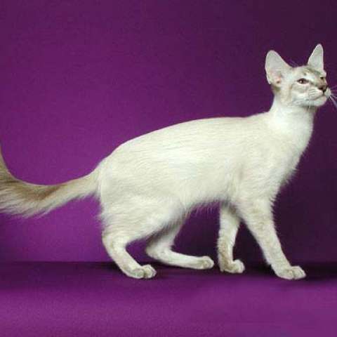 Ориентальная длинношерстная кошка