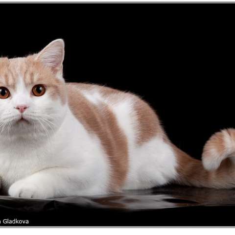 Британский короткошерстный кот биколор питомника TinArden*RU