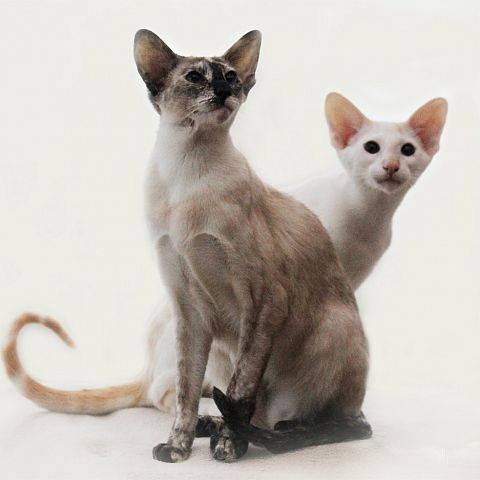 Кошка и кот сейшелы