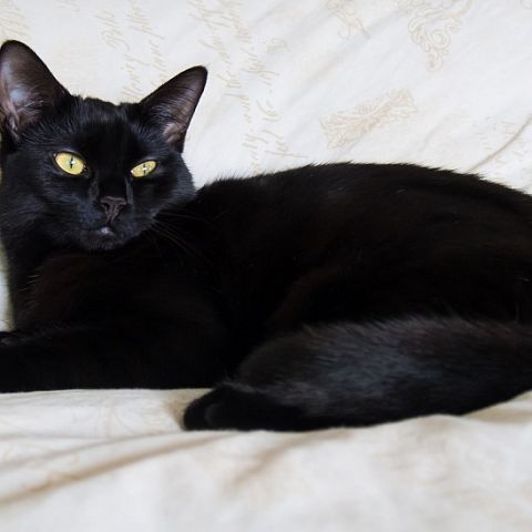 Черная кошка манчкин фото