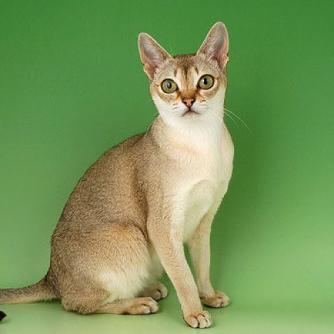 Singapura cat