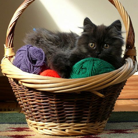 Черный персидский котёнок в корзинке