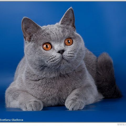 Кот питомника британских короткошерстных кошек TinArden*RU